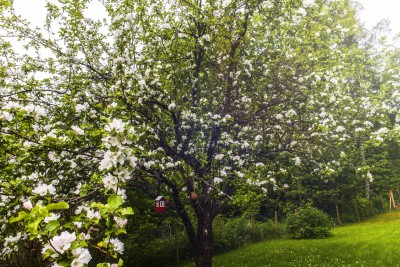 Blooming apple tree